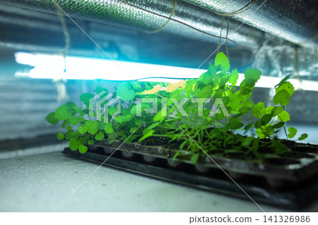 hydroponic farm with green growing vegetables and agriculture hydroponic farm with green growing vegetables and agriculture 141326986