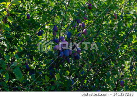 A bunch of blue plums ready for harvest in a summer garden. On a white background. A bunch of blue plums ready for harvest in a summer garden. On a white background. 141327283