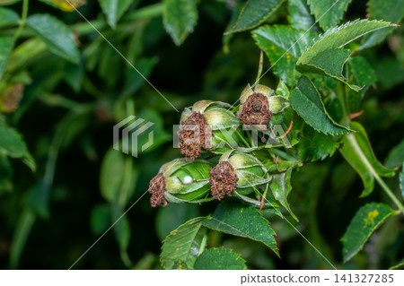 Many unripe green rosehip fruits Many unripe green rosehip fruits 141327285