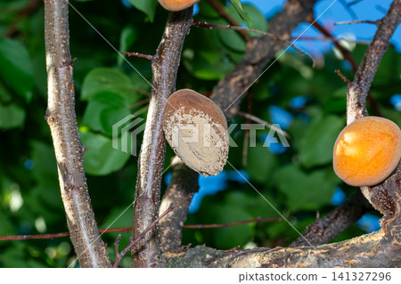 Rotten apricot on the fruit tree, Monilia laxa infestation plant disease 141327296