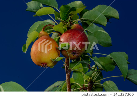 Close up of conference pears (Pyrus communis) hanging on a tree 141327300