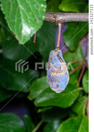 Rotten mummified plum on the fruit tree, Monilia laxa infestation plant disease Rotten mummified plum on the fruit tree, Monilia laxa infestation plant disease 141327315
