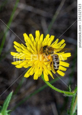 Honeybee pollinating yellow dandelion flower in green meadow during sunny day 141327323
