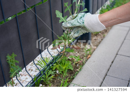 Gloved hand removes weed with roots from soil along a garden border near fence Gloved hand removes weed with roots from soil along a garden border near fence 141327594