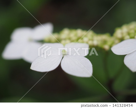 White hydrangea sepals in the early morning (20260704051142) White hydrangea sepals in the early morning (20260704051142) 141328454