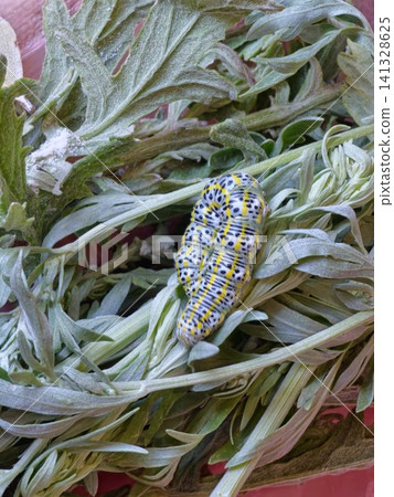 Close-Up of Mullein Moth Caterpillar on Silver Wormwood Leaves 141328625