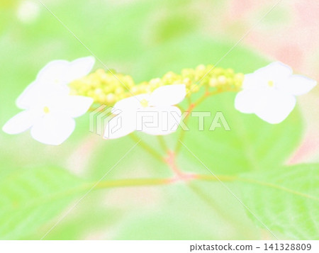 White hydrangea in the morning (afw20260704051821) White hydrangea in the morning (afw20260704051821) 141328809