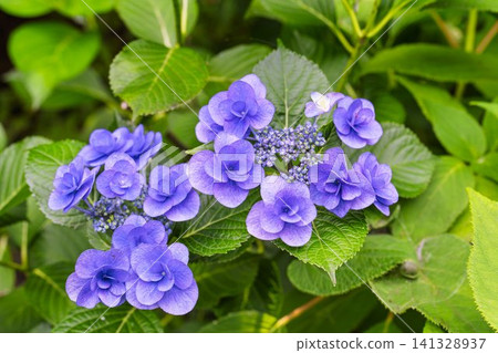 Hydrangeas at Funaoka Castle Ruins Park - Hydrangea Festival, Shibata Town, Miyagi Prefecture Hydrangeas at Funaoka Castle Ruins Park - Hydrangea Festival, Shibata Town, Miyagi Prefecture 141328937