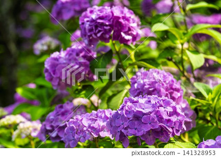 Hydrangeas at Funaoka Castle Ruins Park - Hydrangea Festival, Shibata Town, Miyagi Prefecture Hydrangeas at Funaoka Castle Ruins Park - Hydrangea Festival, Shibata Town, Miyagi Prefecture 141328953