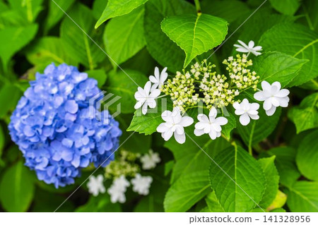 Hydrangeas at Funaoka Castle Ruins Park - Hydrangea Festival, Shibata Town, Miyagi Prefecture Hydrangeas at Funaoka Castle Ruins Park - Hydrangea Festival, Shibata Town, Miyagi Prefecture 141328956