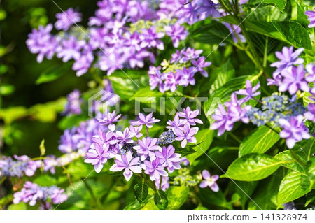 Hydrangeas at Funaoka Castle Ruins Park - Hydrangea Festival, Shibata Town, Miyagi Prefecture 141328974