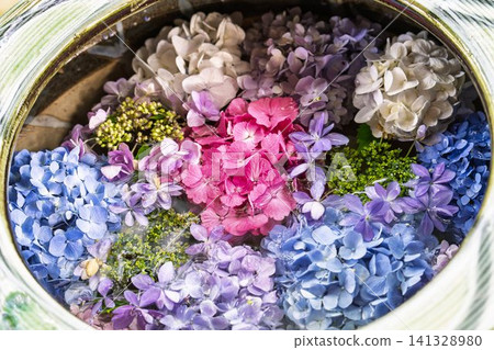 Hydrangeas at Funaoka Castle Ruins Park - Hydrangea Festival, Shibata Town, Miyagi Prefecture Hydrangeas at Funaoka Castle Ruins Park - Hydrangea Festival, Shibata Town, Miyagi Prefecture 141328980