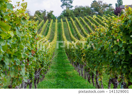 Symmetrical grapevines rows rising on a green hillside vineyard in Wuerzburg, Germany. Symmetrical grapevines rows rising on a green hillside vineyard in Wuerzburg, Germany. 141329001