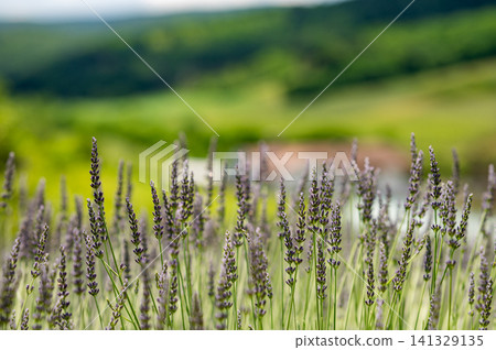 Lavender Field with Scenic Green Countryside Background Lavender Field with Scenic Green Countryside Background 141329135
