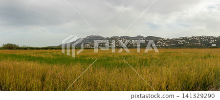 The scene shows a large field of Bomba rice in golden tones, with a hillside area of homes visible in the background, all under a gray sky. The scene shows a large field of Bomba rice in golden tones, with a hillside area of homes visible in the background, all under a gray sky. 141329290