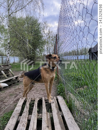 Dog Stretching On Wooden Platform Surrounded By Fresh Green Grass In A Natural Setting Dog Stretching On Wooden Platform Surrounded By Fresh Green Grass In A Natural Setting 141329298