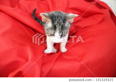 Adorable Kitten On Bright Red Fabric Amongst Soft Textiles In Natural Light Outdoors Adorable Kitten On Bright Red Fabric Amongst Soft Textiles In Natural Light Outdoors 141329325