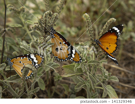 Three Plain Tiger butterflies gather to feed on a green Heliotropium europaeum shrub in a natural environment. This scene captures their activity in daylight. Three Plain Tiger butterflies gather to feed on a green Heliotropium europaeum shrub in a natural environment. This scene captures their activity in daylight. 141329346