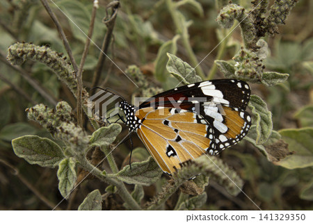 A Plain Tiger butterfly rests on a European heliotrope plant in a wild area. The butterfly displays clear details in a close-up view. This captures a moment in nature. A Plain Tiger butterfly rests on a European heliotrope plant in a wild area. The butterfly displays clear details in a close-up view. This captures a moment in nature. 141329350