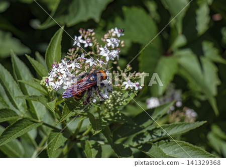 Iridescent-Winged Mammoth Wasp on Dwarf Elder Blossoms 141329368