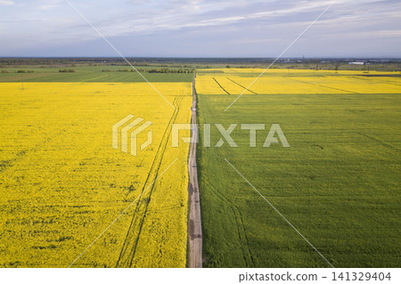 Aerial view of straight ground road in green and yellow fields with blooming rapeseed plants on sunny spring or summer day. Drone photography. Aerial view of straight ground road in green and yellow fields with blooming rapeseed plants on sunny spring or summer day. Drone photography. 141329404