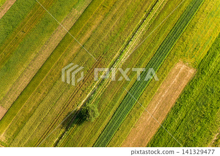Aerial view of a single tree growing lonely on green agricultural fields in spring with fresh vegetation after seeding season on a warm sunny day. Aerial view of a single tree growing lonely on green agricultural fields in spring with fresh vegetation after seeding season on a warm sunny day. 141329477