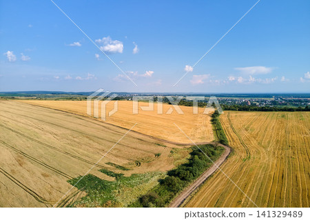 Aerial landscape view of yellow cultivated agricultural field with ripe wheat on bright summer day Aerial landscape view of yellow cultivated agricultural field with ripe wheat on bright summer day 141329489