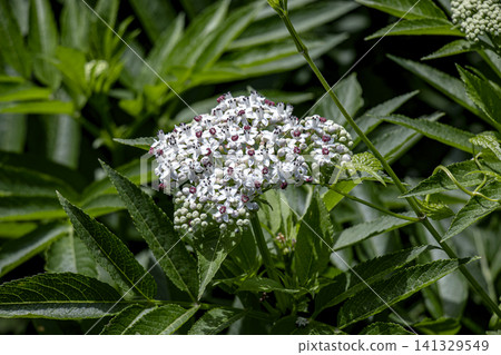 Dwarf Elder Flowers with Purple Anthers in Botanical Garden Dwarf Elder Flowers with Purple Anthers in Botanical Garden 141329549