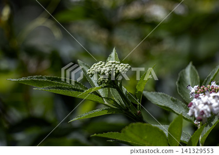 Developing Dwarf Elder Flower Bud Cluster Before Blooming Developing Dwarf Elder Flower Bud Cluster Before Blooming 141329553
