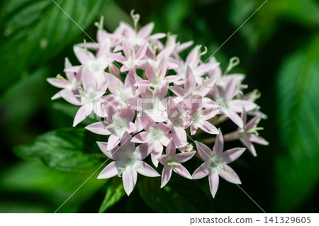 Pentas flowers in full bloom Pentas flowers in full bloom 141329605