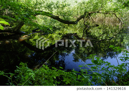 Fallen trees and blue sky Fallen trees and blue sky 141329616