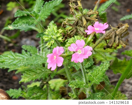 Pink Garden Verbena Flowers with Buds and Foliage Pink Garden Verbena Flowers with Buds and Foliage 141329618
