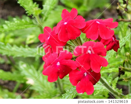 Red Garden Verbena Flower Cluster in Summer Red Garden Verbena Flower Cluster in Summer 141329619