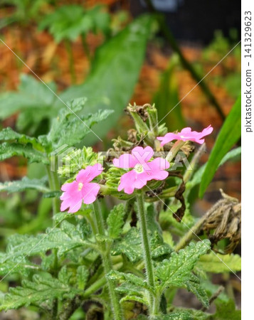 Pink Garden Verbena Plant with Flowers Buds and Leaves Pink Garden Verbena Plant with Flowers Buds and Leaves 141329623