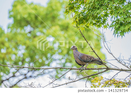 一隻日本斑鳩(東方斑鳩)棲息在樹枝上。 一隻日本斑鳩(東方斑鳩)棲息在樹枝上。 141329734