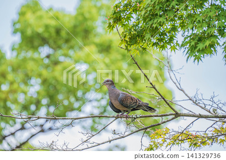 A Japanese Turtle Dove (Oriental Turtle Dove) perched on a tree branch. A Japanese Turtle Dove (Oriental Turtle Dove) perched on a tree branch. 141329736