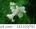 White Yamayuri 141329792