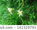 White lily flowers 141329793