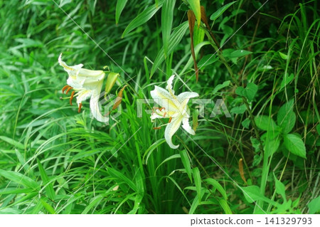 White lily flowers White lily flowers 141329793