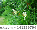 Yamamura flower 141329794