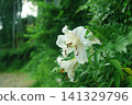 Landscape with mountain lilies 141329796