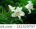 white lily flower 141329797