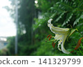 Landscape with mountain lilies 141329799