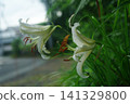 White lily flowers 141329800