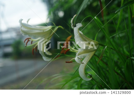 White lily flowers White lily flowers 141329800