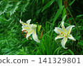 Mountain lilies blooming in Satoyama 141329801
