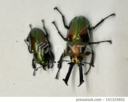 Nujiro stag beetle Nujiro stag beetle 141329802