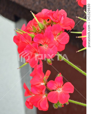 Two Red Pink Zonal Geranium Flower Clusters on Dark Background Two Red Pink Zonal Geranium Flower Clusters on Dark Background 141329830