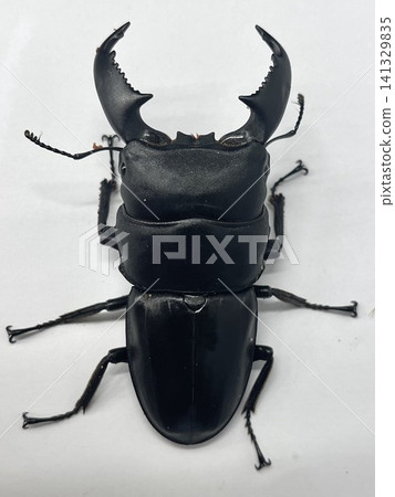 TITANUS TITANUS 141329835