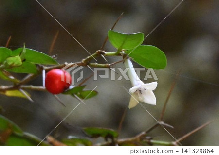I saw a beautiful Ardisia crenata along a stream in Takarazuka, with its white flowers that bloomed this year and its red leaves and fruits from the previous year standing side by side. I saw a beautiful Ardisia crenata along a stream in Takarazuka, with its white flowers that bloomed this year and its red leaves and fruits from the previous year standing side by side. 141329864